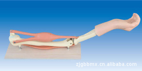 教學(xué)新利器——供應(yīng)高質(zhì)量肘關(guān)節(jié)(PVC)解剖模型，助您深入理解